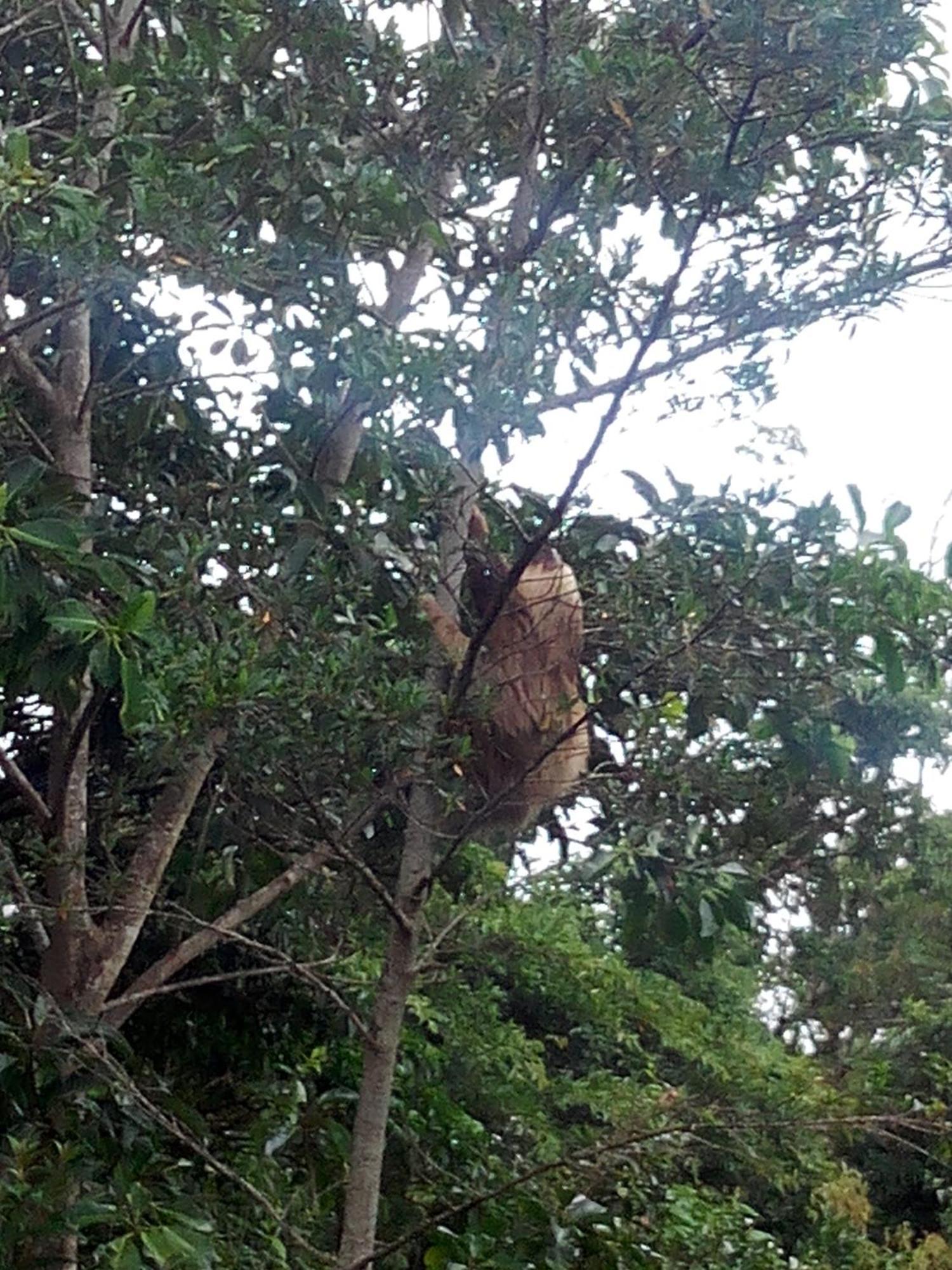 Hotel Claro De Luna Monteverde Eksteriør billede