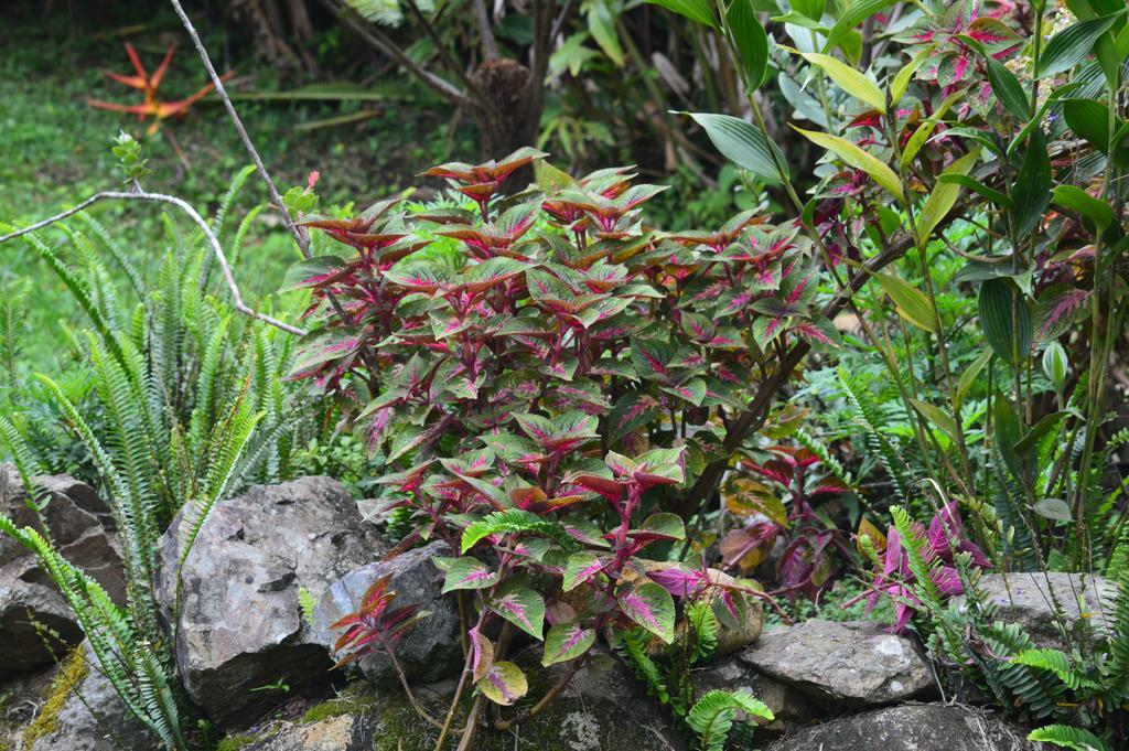 Hotel Claro De Luna Monteverde Eksteriør billede