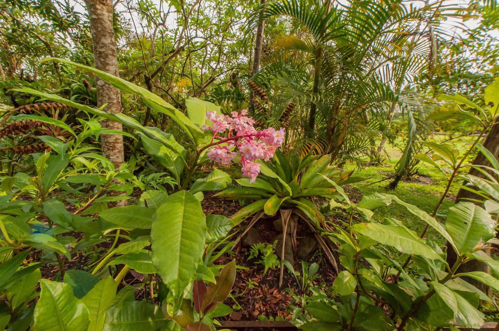 Hotel Claro De Luna Monteverde Eksteriør billede